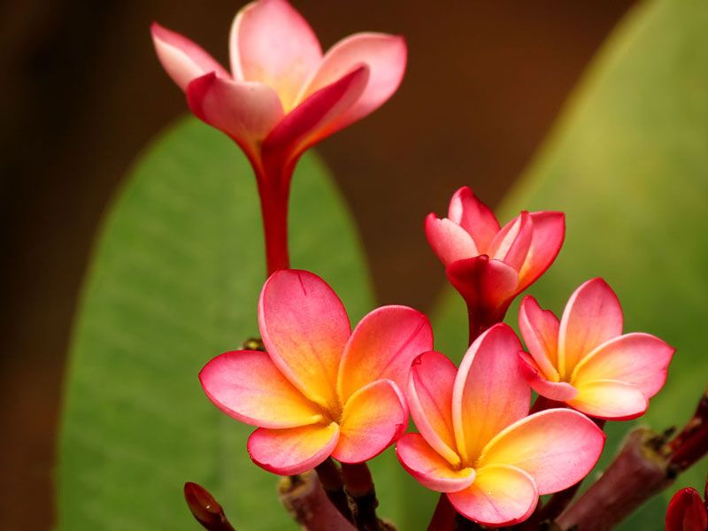 Hình ảnh hoa sứ màu hồng