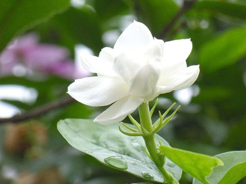 Hoa nhài có nhiều loại, dưới đây là những loại hoa nhài phổ biến nhất: