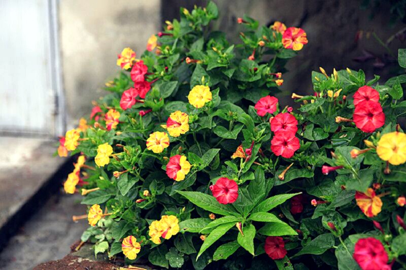Hoa phấn