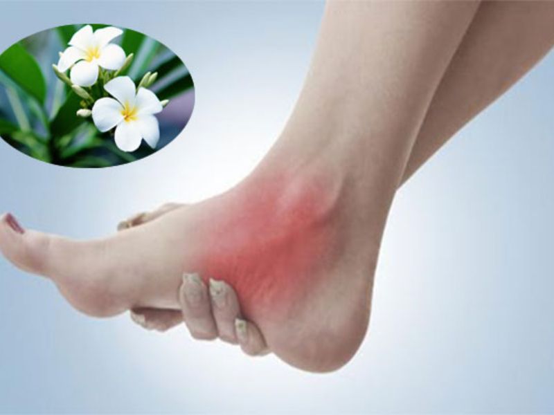 Hoa sứ dùng để chữa bệnh