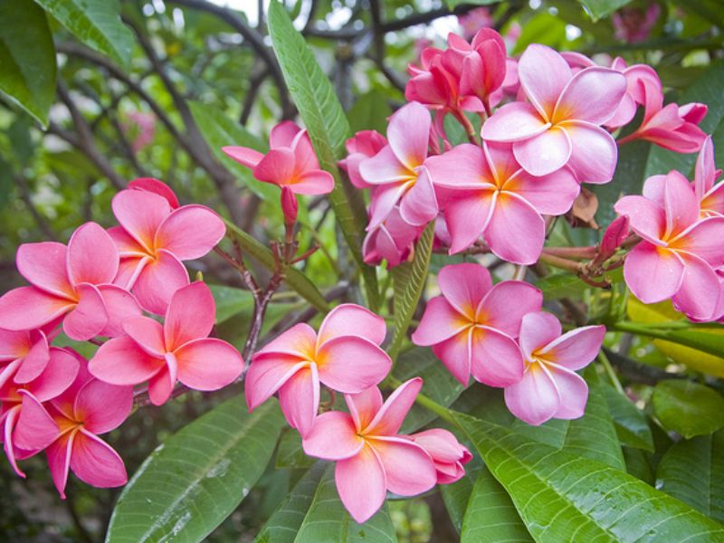 Hoa sứ hồng đỏ