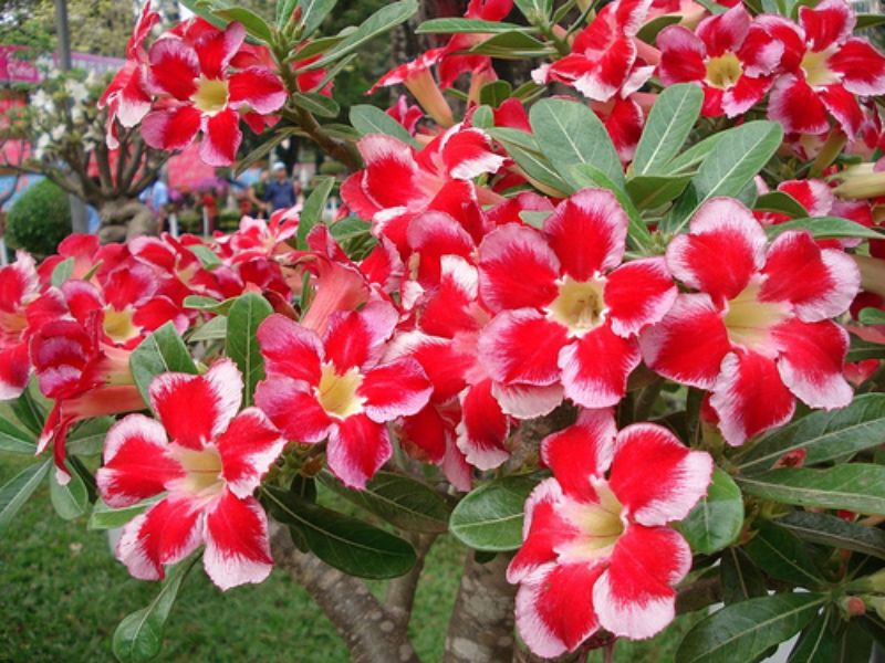 Hoa sứ với màu sắc vô cùng độc đáo