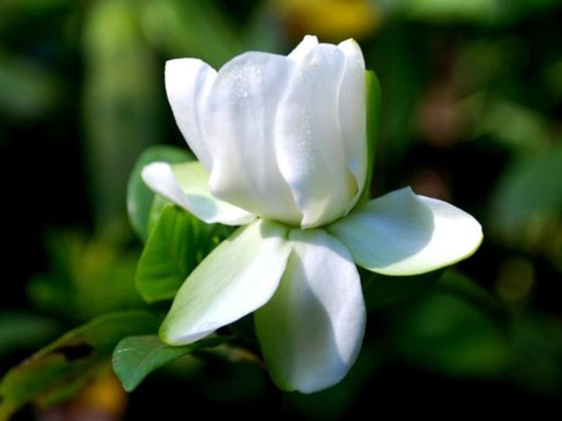 Hoa nhài đang chuẩn bị bung nở