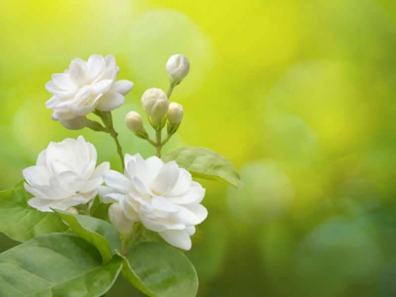 Hoa nhài với vẻ đẹp trong sáng