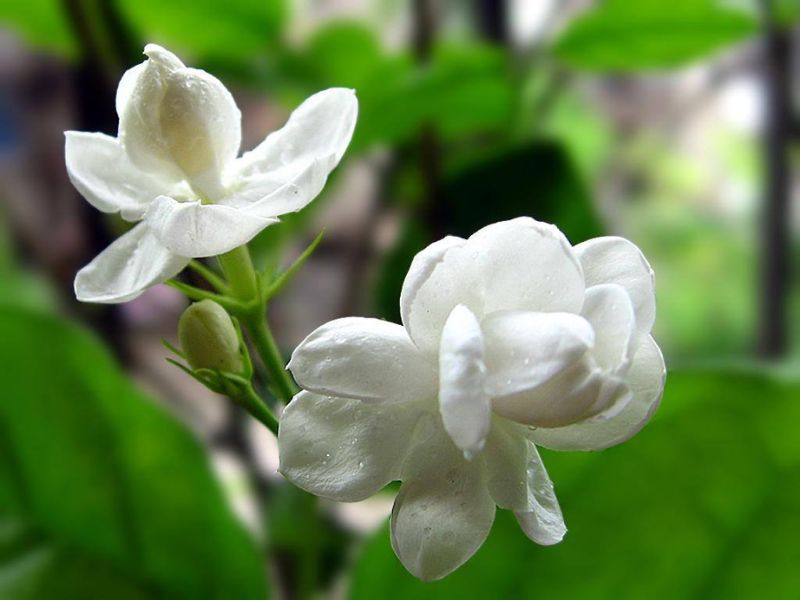 Hoa nhài còn đọng những giọt sương mai