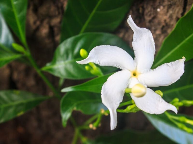 Ở mỗi quốc gia, hoa nhài sẽ có những ý nghĩa khác nhau