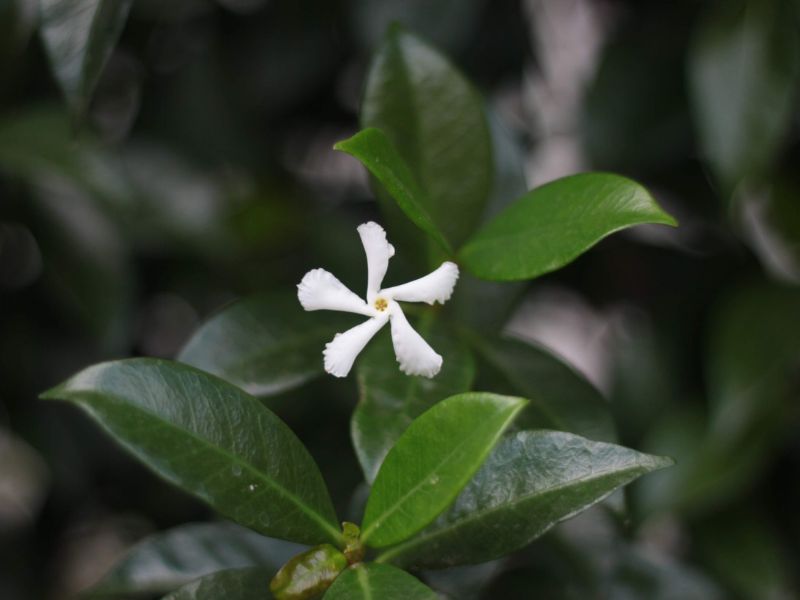 Ý nghĩa hoa nhài về phong thủy