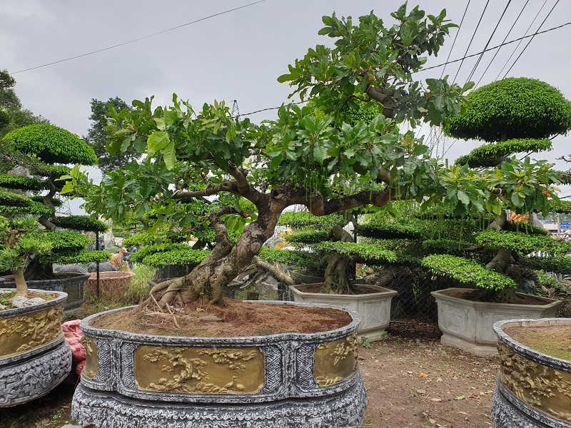 Bonsai lộc vừng