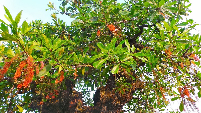 Cây lộc vừng đẹp