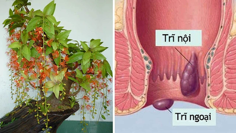 Công dụng của cây lộc vừng trong đời sống