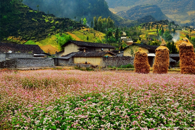 Cánh đồng hoa tam giác mạch 