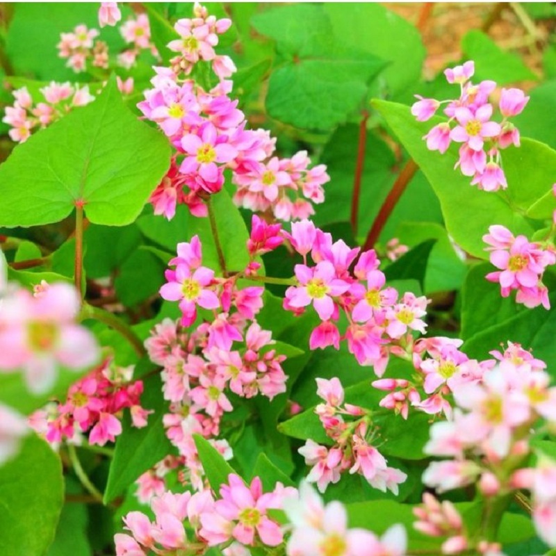 Hình ảnh hoa tam giác mạch đẹp