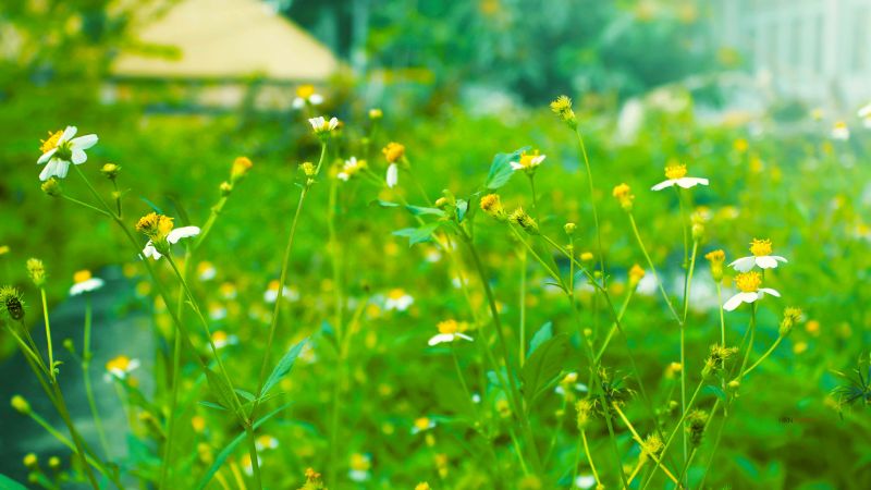 Hình ảnh hoa xuyến chi