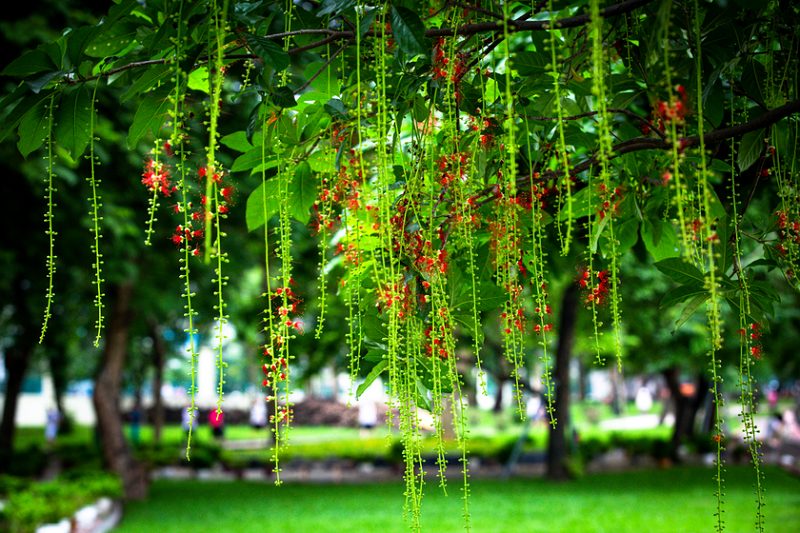 Hoa lộc vừng đẹp