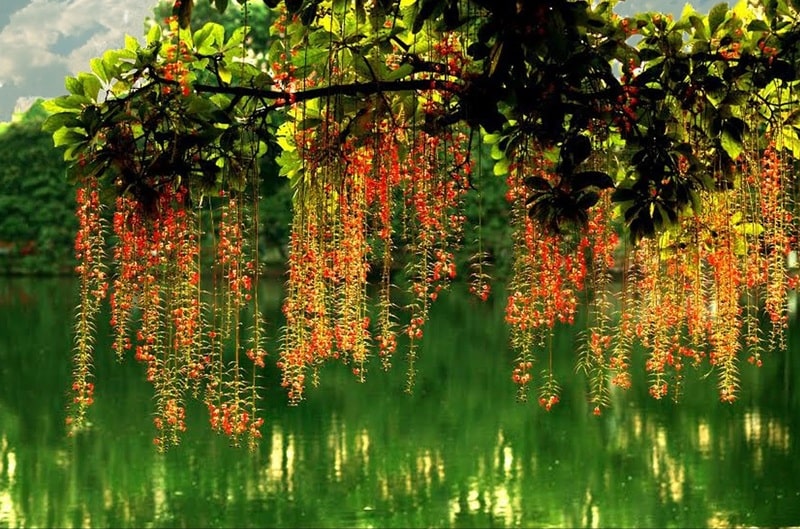 Hoa lộc vừng đỏ