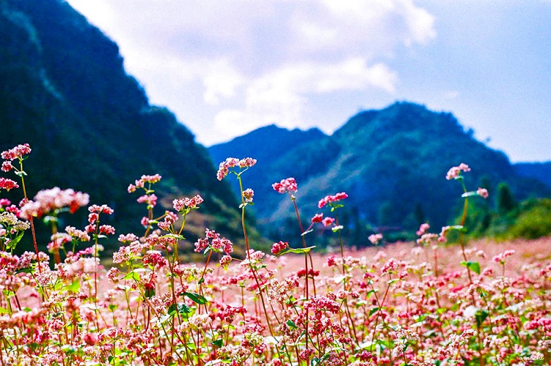 Hoa tam giác mạch hồng