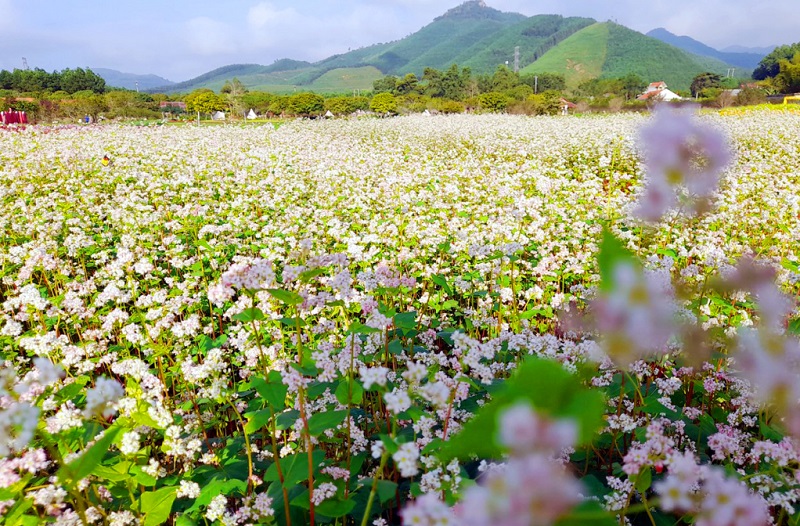 Hoa tam giác mạch trắng