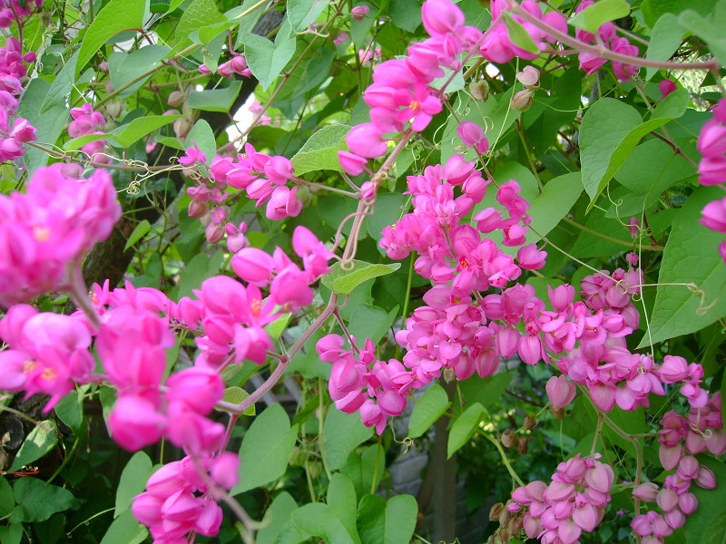 Kỹ thuật trồng hoa Tigon leo giàn