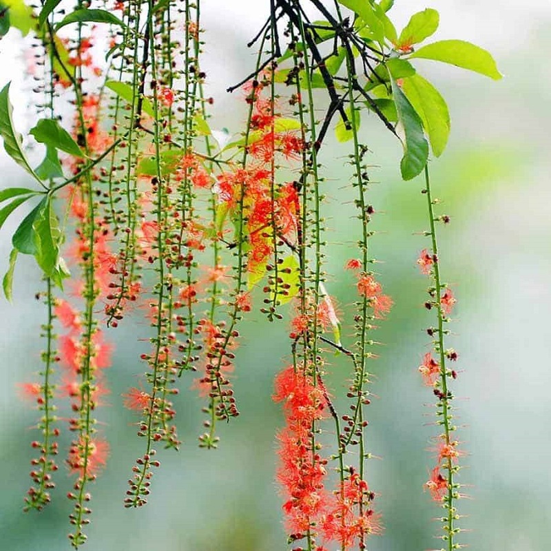 Nguồn gốc hoa lộc vừng