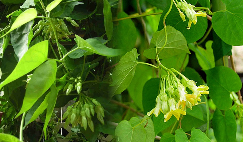 Giới thiệu về hoa thiên lý?