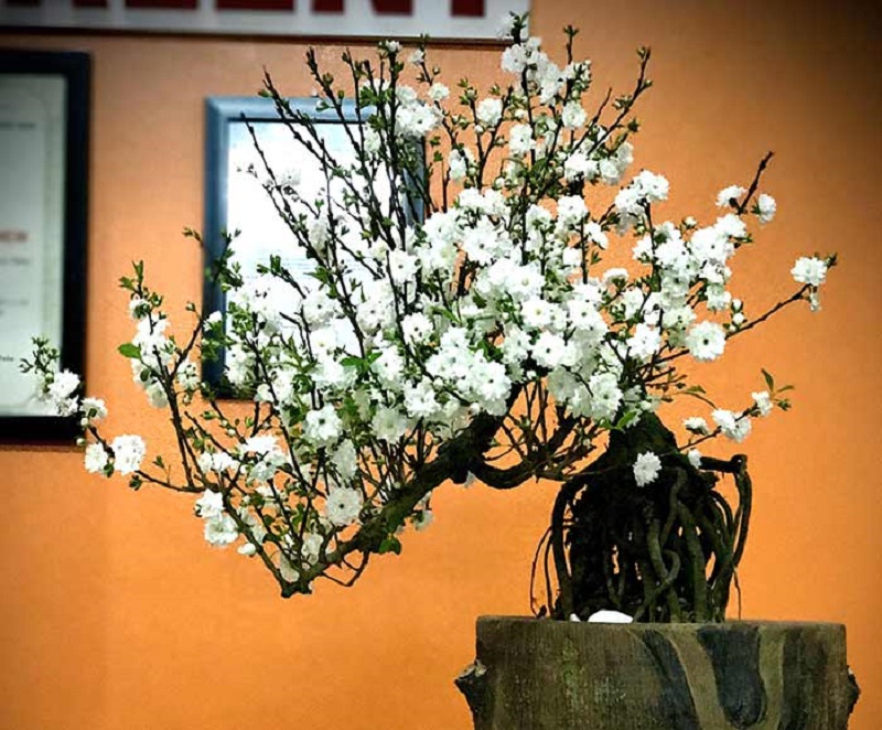 Nhất chi mai dáng huyền