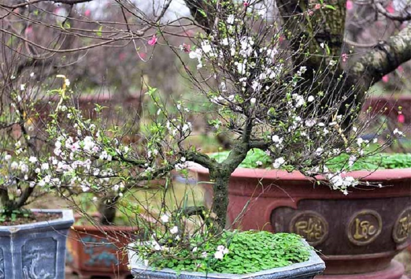 Nhất chi mai dáng tam đa