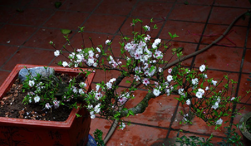 Nhất chi mai dáng thế trực