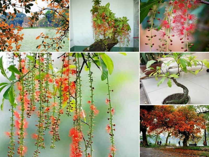 Phân loại cây lộc vừng