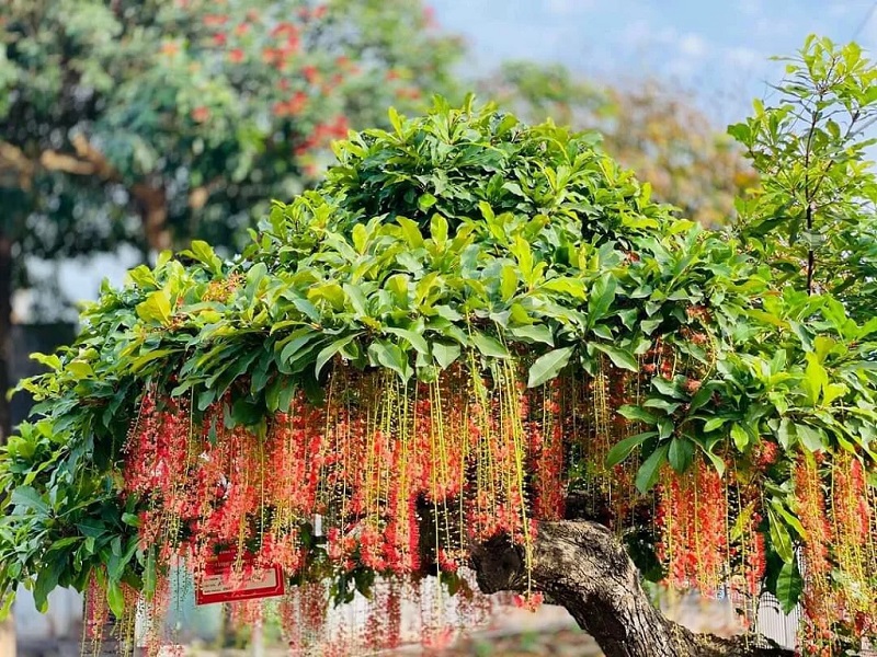 Sử tích hoa lộc vừng