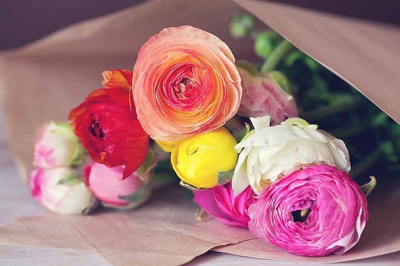 Truyền thuyết về hoa mao lương là như thế nào?