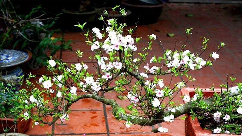 Tác dụng của cây Nhất Chi Mai