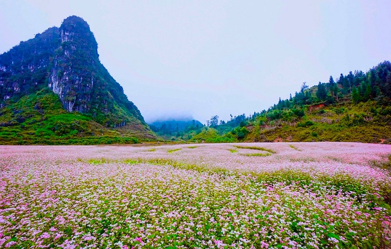 Tam giác mạch Hà Giang