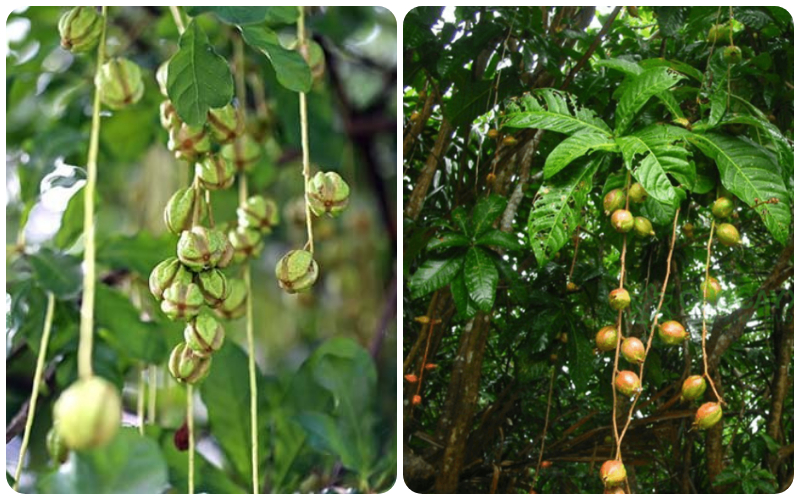 Trái lộc vừng