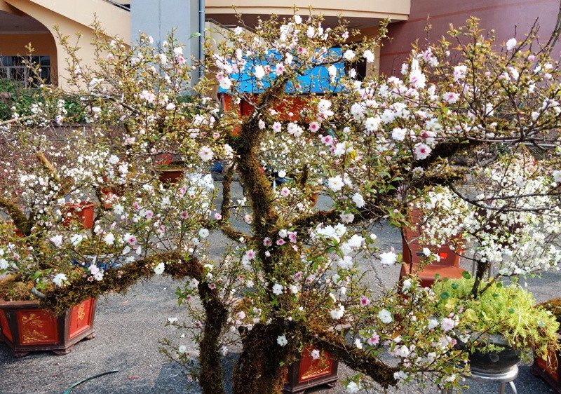 Ý nghĩa phong thủy của cây nhất chi mai