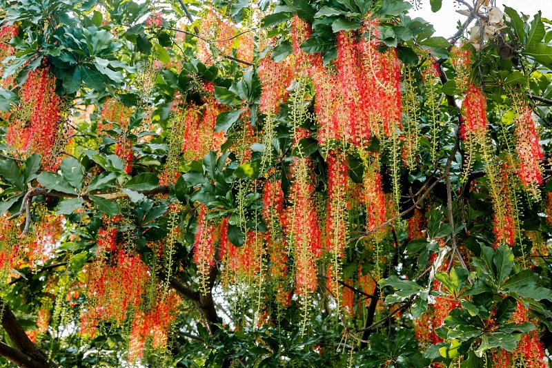 Ý nghĩa phong thủy của cây lộc vừng là gì?
