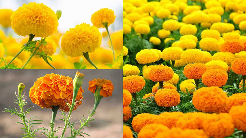Một vài hình ảnh hoa cúc vạn thọ