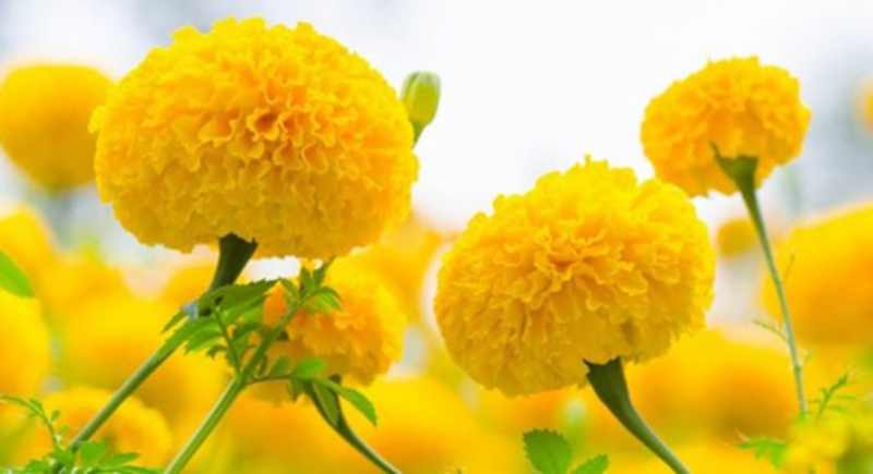 Hoa cúc vạn thọ đẹp