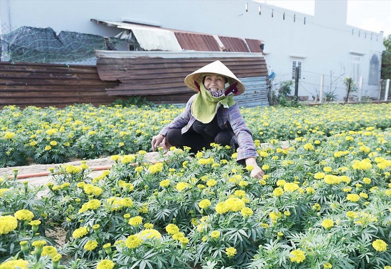Cách trồng và chăm sóc hoa vạn thọ nở vào dịp Tết