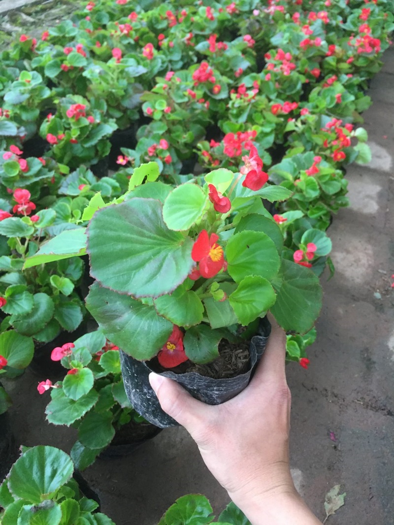 Cách trồng hoa thu hải đường