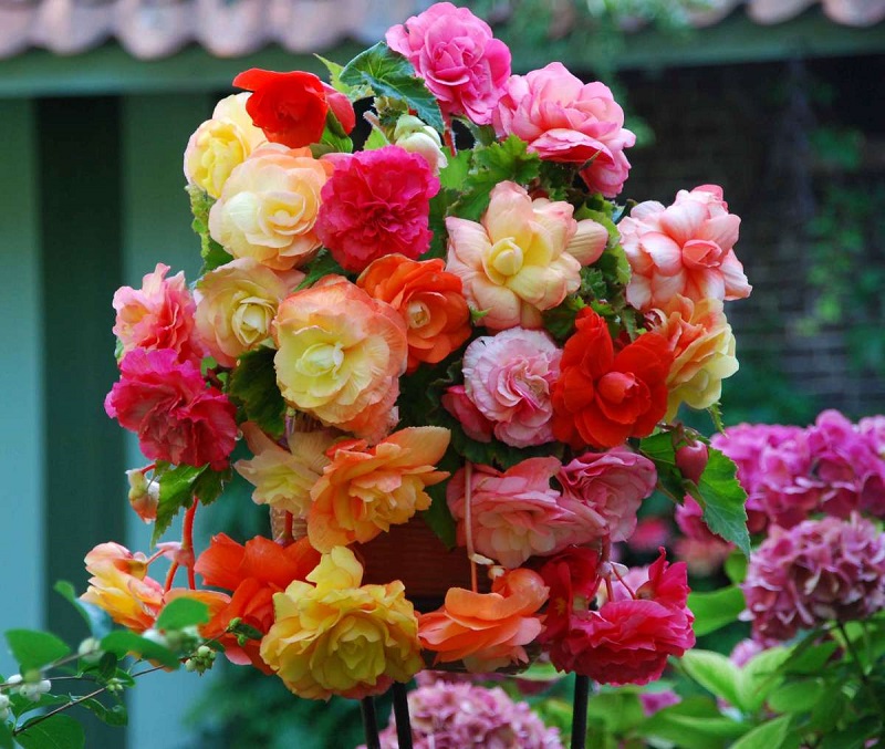 Ý nghĩa hoa thu hải đường qua từng màu sắc