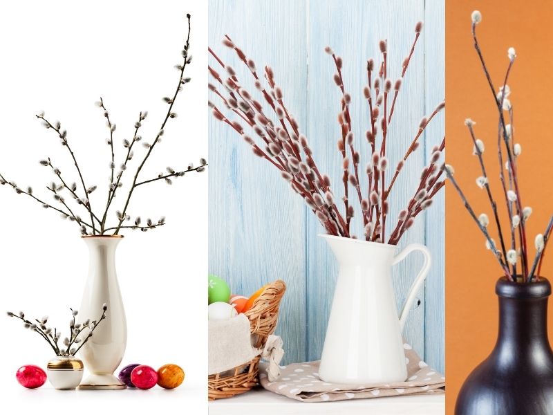 Nụ Tầm Xuân để được bao lâu?