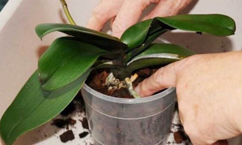 Cách trồng Lan Hồ Điệp đúng cách