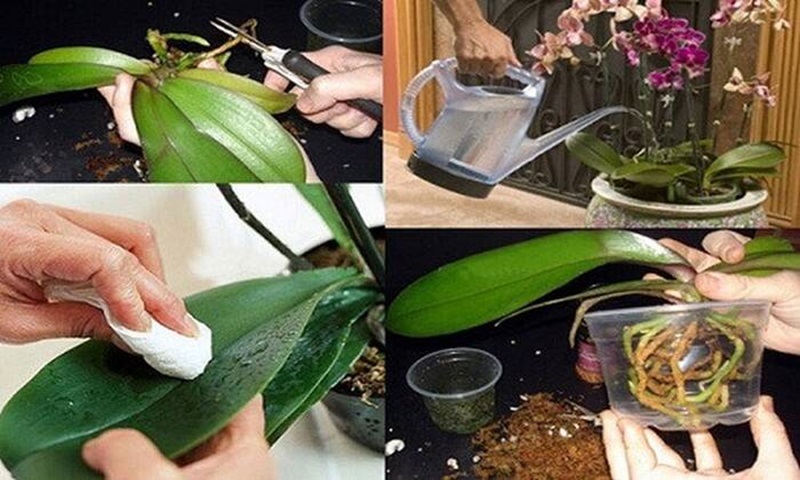 Cách chăm sóc Lan Hồ Điệp đúng cách