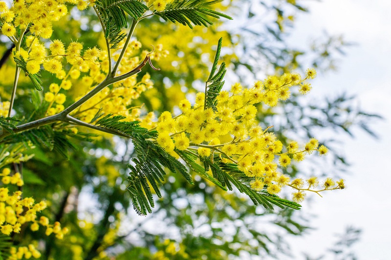 Đặc điểm của hoa Mimosa