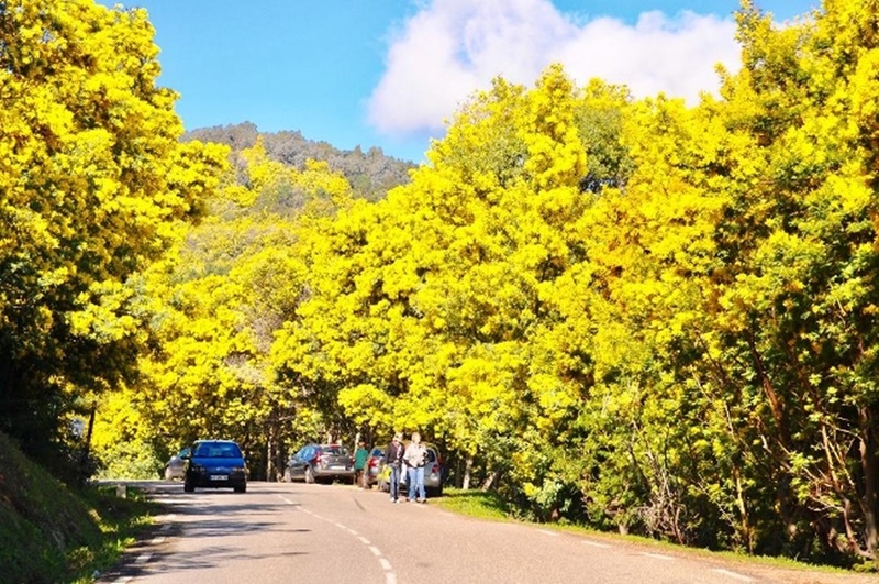 Ngắm hoa mimosa Đà Lạt ở đâu là đẹp nhất?