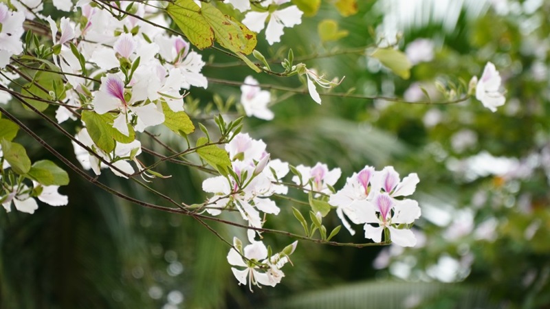 Hoa ban trắng