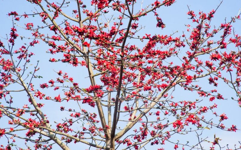 Hoa gạo là hoa gì?