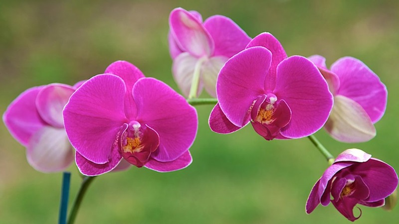 Lan hồ điệp – đại diện cho vẻ đẹp của người phụ nữ 