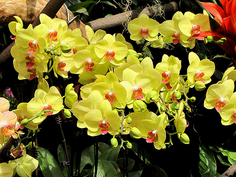 Lan hồ điệp – biểu tượng cho cuộc sống sung túc, đủ đầy