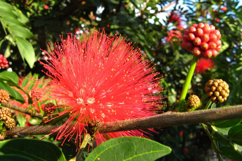 Hoa mimosa đỏ